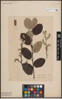 Foto von Salix caprea L.